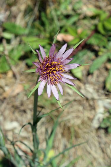 File:Purple Salsify - Stierch.jpg