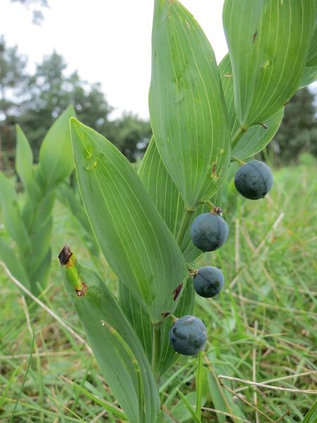 File:20140810Polygonatum odoratum1.jpg
