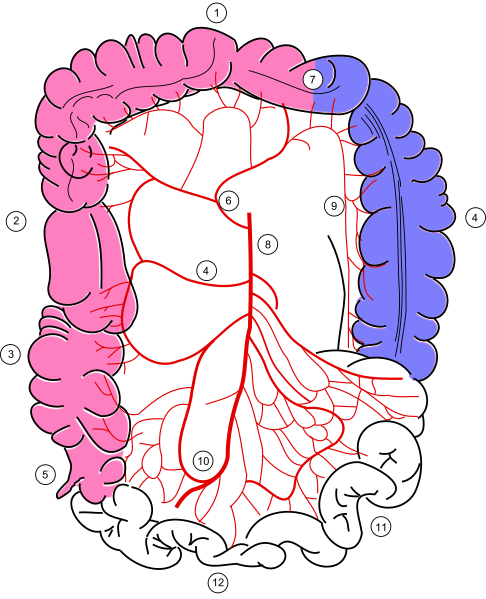 File:Colonic blood supply.svg