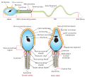 Complete diagram of a human spermatozoa
