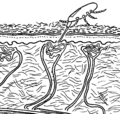 Thumbnail for version as of 03:25, 5 June 2026