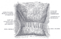 Anatomy of the anal canal