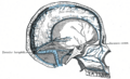 Middle cerebral veins