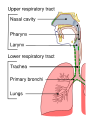Diagram of the conducting passages of the respiratory system.