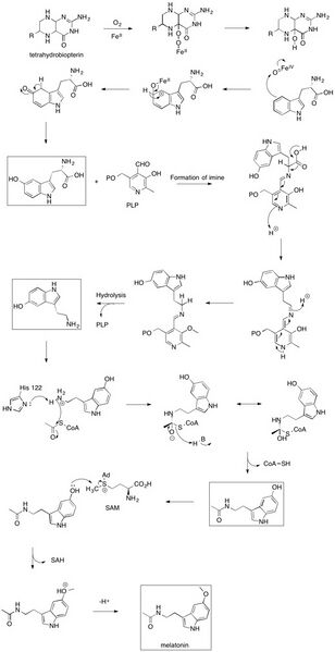 File:Melatonin mechanism.jpg