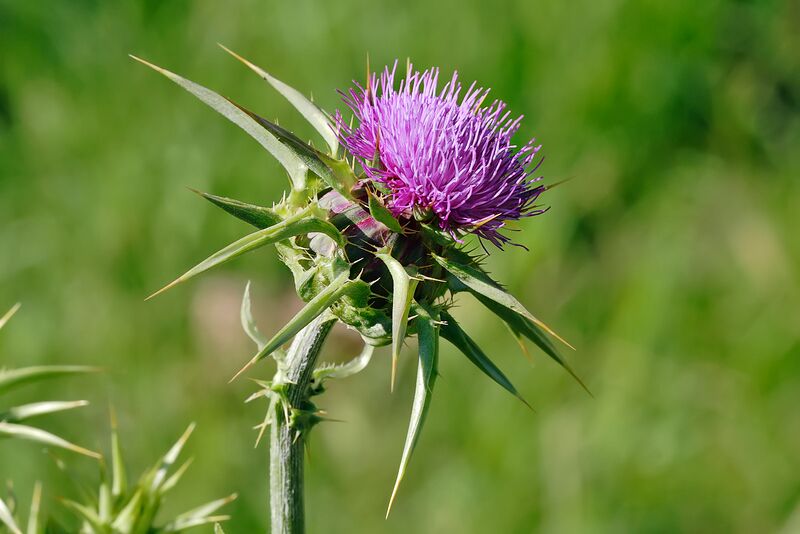 File:Milk thistle flowerhead.jpg