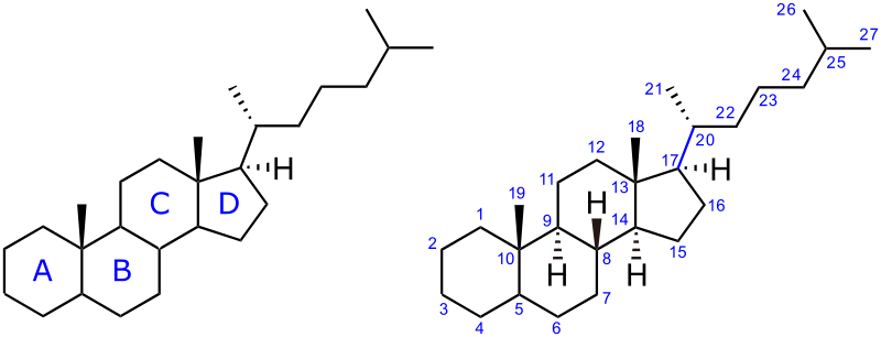File:Steroid lettering numbering.svg
