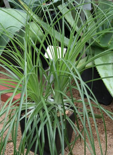 File:Bromelia alsodes IMG 2438.jpg