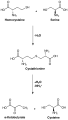 Cysteine biosynthesis