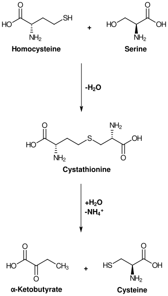 File:Cysteine biosynthesis.svg