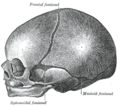 Fontanelle