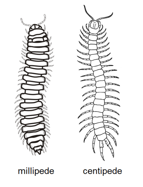 File:Millipede centipede side-by-side.png