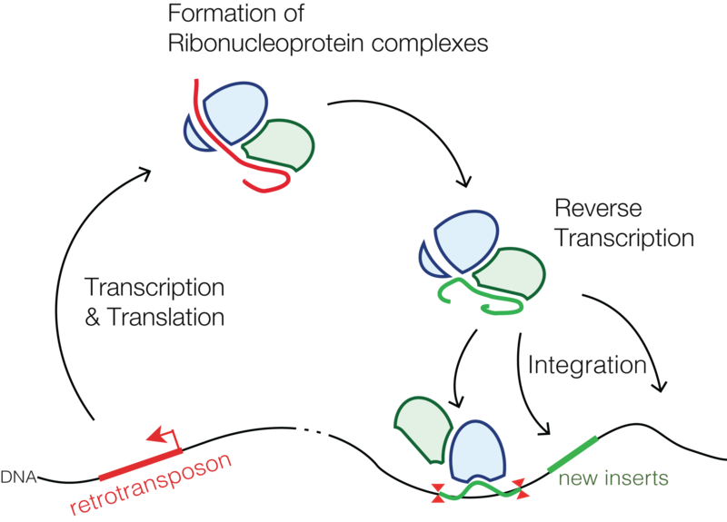 File:Retrotransposons.png