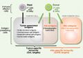 Hematopoietic stem cell transplantation