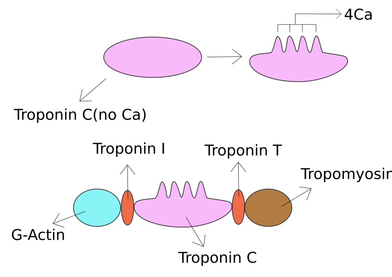 File:Troponino.svg