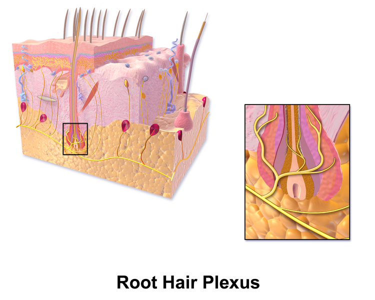 File:Blausen 0806 Skin RootHairPlexus.png