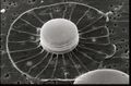 Thumbnail for version as of 13:40, 8 June 2026