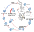 Entamoeba histolytica life cycle