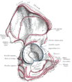 Gray's Anatomy illustration 235