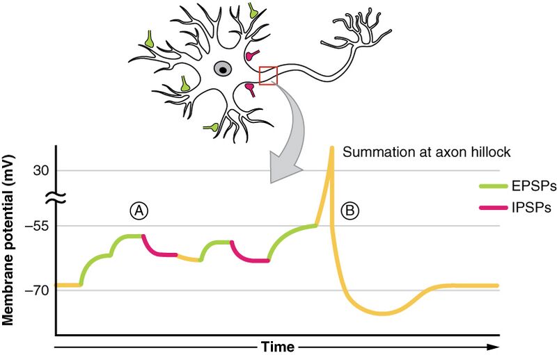 File:1224 Post Synaptic Potential Summation.jpg