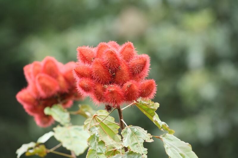 File:Achiote pj.JPG