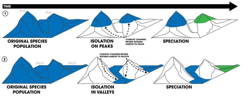 File:Allopatric speciation caused by topography.svg