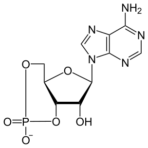 File:CAMP.svg