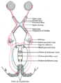 Thumbnail for version as of 17:28, 18 May 2026