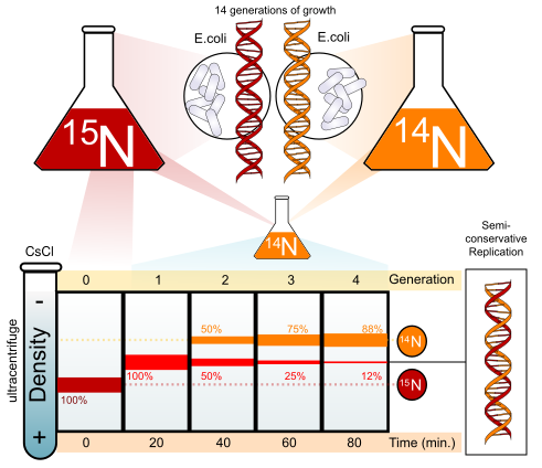File:Meselson-stahl experiment diagram en chiral.svg