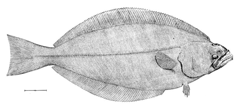 File:Reinhardtius hippoglossoides.jpg