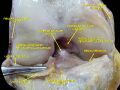 Posterior cruciate ligament