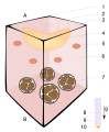 Thumbnail for version as of 22:26, 8 June 2026