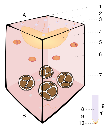 File:Statocyte-1-tag.svg