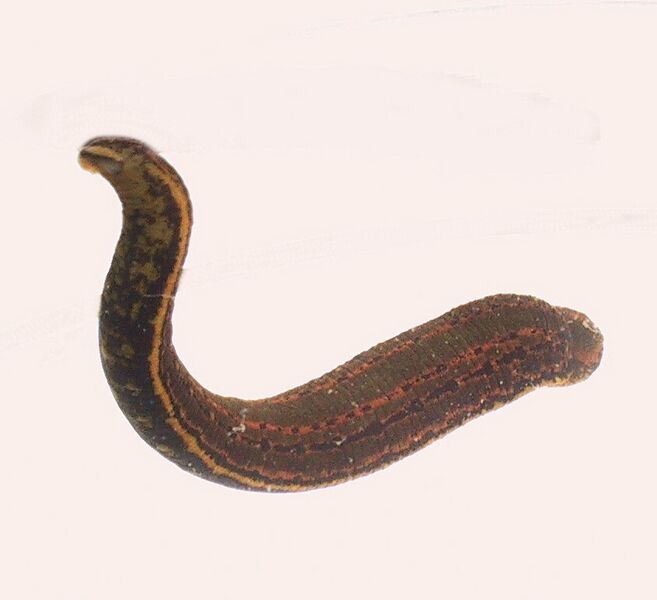 File:Svømmende blodigle.JPG