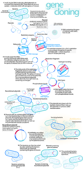 File:Gene cloning.svg