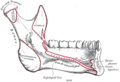 Gray's Anatomy illustration of the mylohyoid line