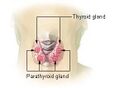 Illustration of thyroid and parathyroid glands