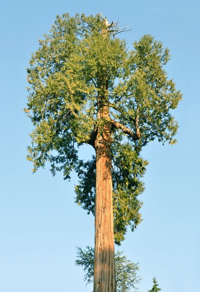File:Thuja plicata Vancouver.jpg