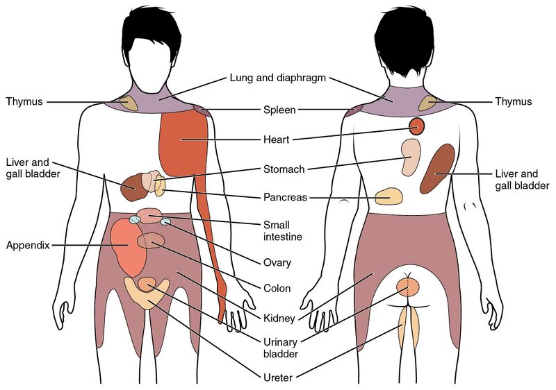 File:1506 Referred Pain Chart.jpg