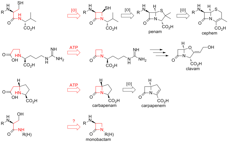 File:Beta-lactam closure routes.png