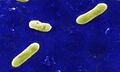 Bordetella bronchiseptica bacteria