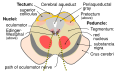 Diagram of the oculomotor nerve nucleus