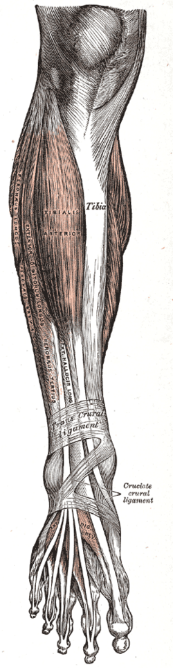 File:Gray437.png