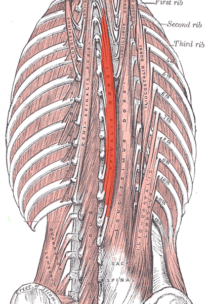 File:Spinalis.png