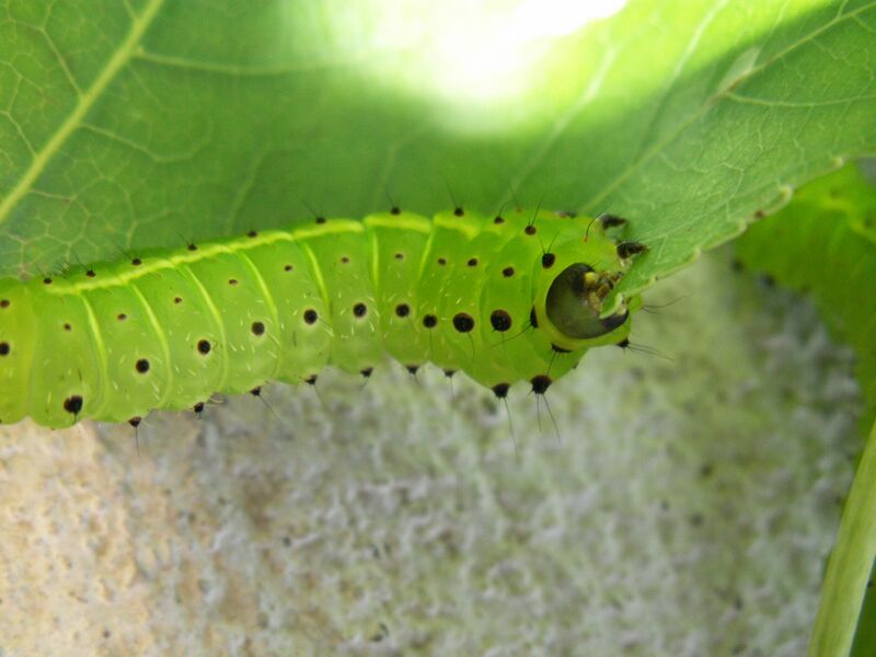 File:Actias luna 4th instar sjh.JPG