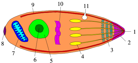File:Apicomplexa structure.svg