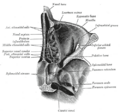 Carotid canal