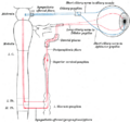 Diagram of the autonomic nervous system showing postganglionic nerve fibers