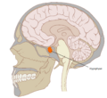 Thumbnail for version as of 12:48, 29 May 2026