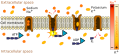 Scheme of Sodium-Potassium Pump